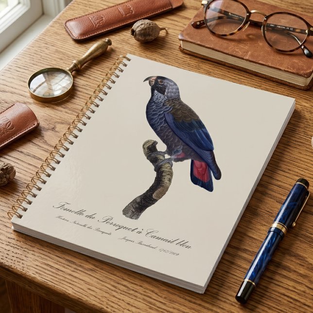 Dusky Parrot or Dusky Pionus, Pionus fuscus Planner (Dusky Parrot or Dusky Pionus, Pionus fuscus. Planner)