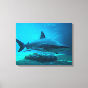 Dusky Shark (Carcharhinus Obscurus), Ushaka Canvas Print