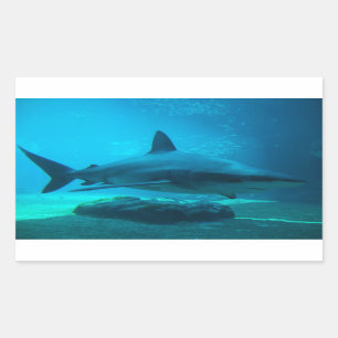 Dusky Shark (Carcharhinus Obscurus), Ushaka Rectangular Sticker