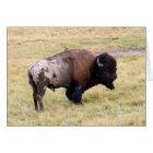 Dusty Bison Bull in Yellowstone National Park