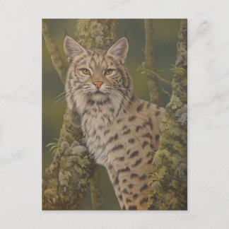 "Dusty" Bobcat Postcard