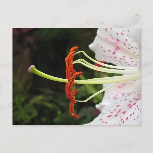 Dusty Postcard (Front)