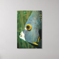 Dutch Antilles, Bonaire, Underwater close-up