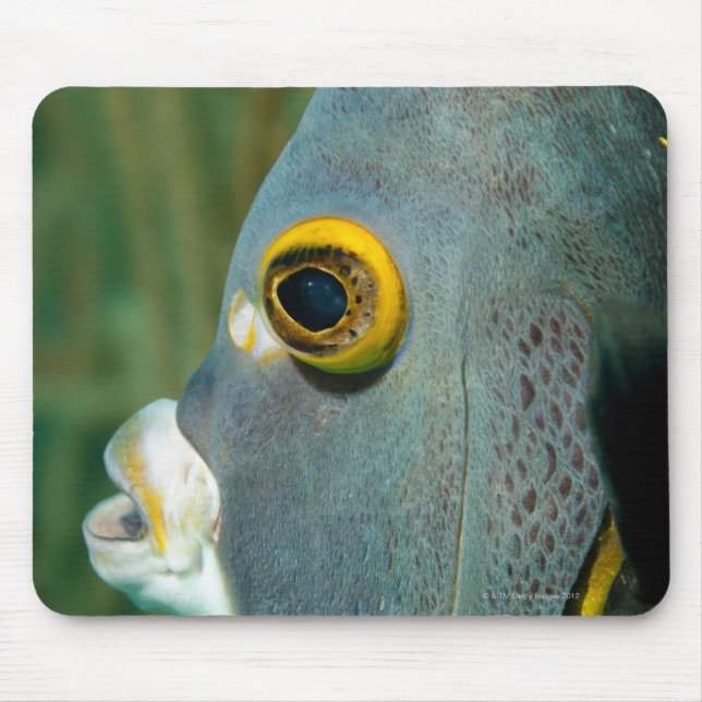 Dutch Antilles, Bonaire, Underwater close-up Mouse Pad (Front)