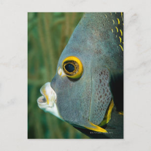 Dutch Antilles, Bonaire, Underwater close-up Postcard