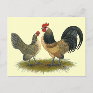 Dutch Bantam: Blue Quail Postcard