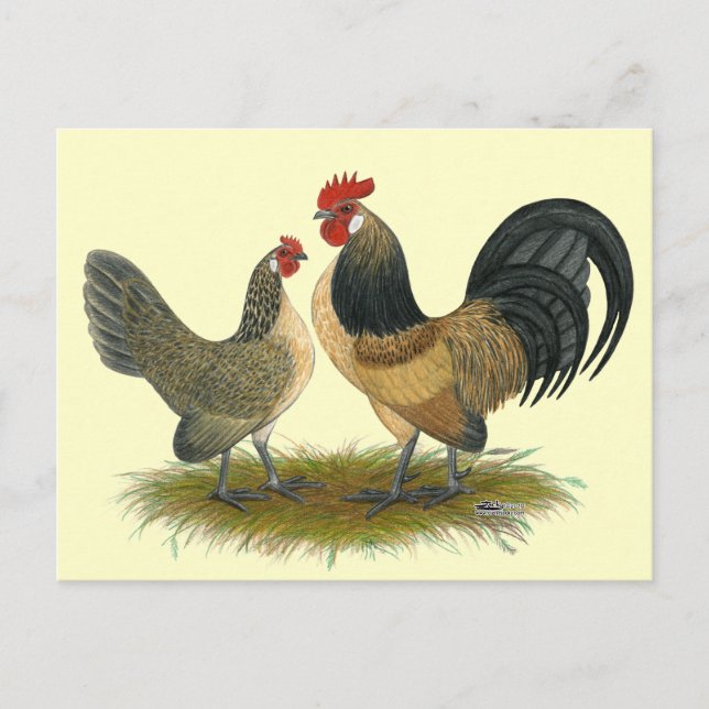 Dutch Bantam:  Blue Quail Postcard (Front)