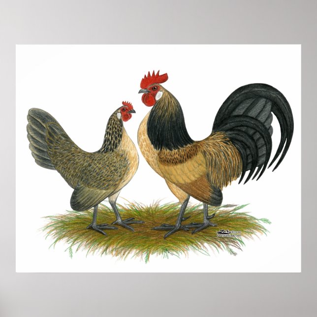 Dutch Bantam:  Blue Quail Poster (Front)