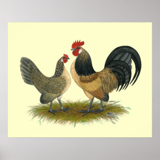 Dutch Bantam: Blue Quail Poster