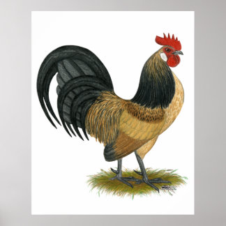 Dutch Bantam: Blue Quail Rooster Poster