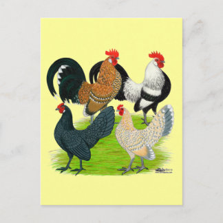 Dutch Bantam Quartet Postcard