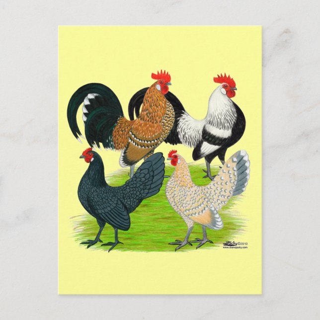 Dutch Bantam Quartet Postcard (Front)