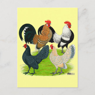 Dutch Bantam Quartet Postcard