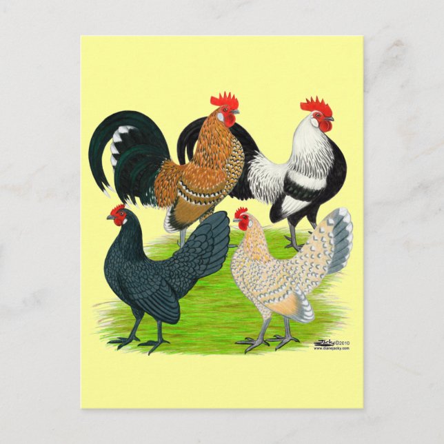 Dutch Bantam Quartet Postcard (Front)