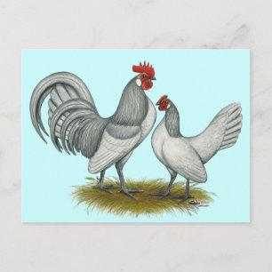 Dutch Bantam: Self Blue Postcard