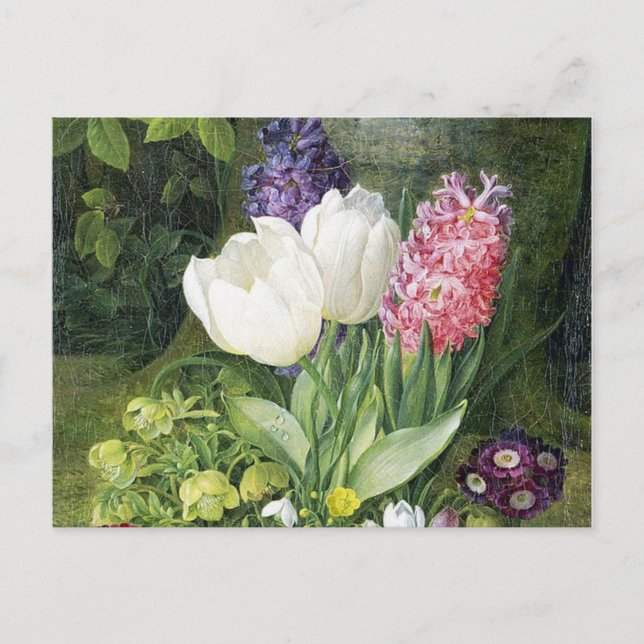 Dutch Bulb Spring Flowers Postcard (Front)