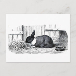Dutch Bunny Postcard