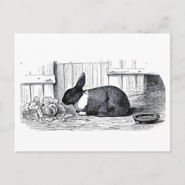 Dutch Bunny Postcard (Front)