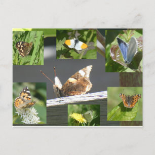 Dutch Butterflies Collage DIY Postcard