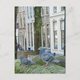 Dutch Canal Houses and Pigeons Postcard