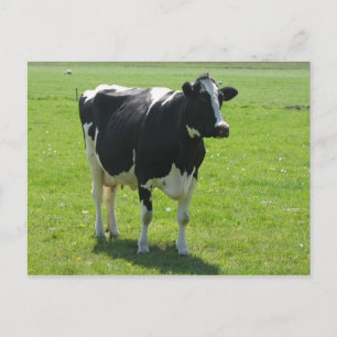 Dutch Frisian cow in green meadow Postcard