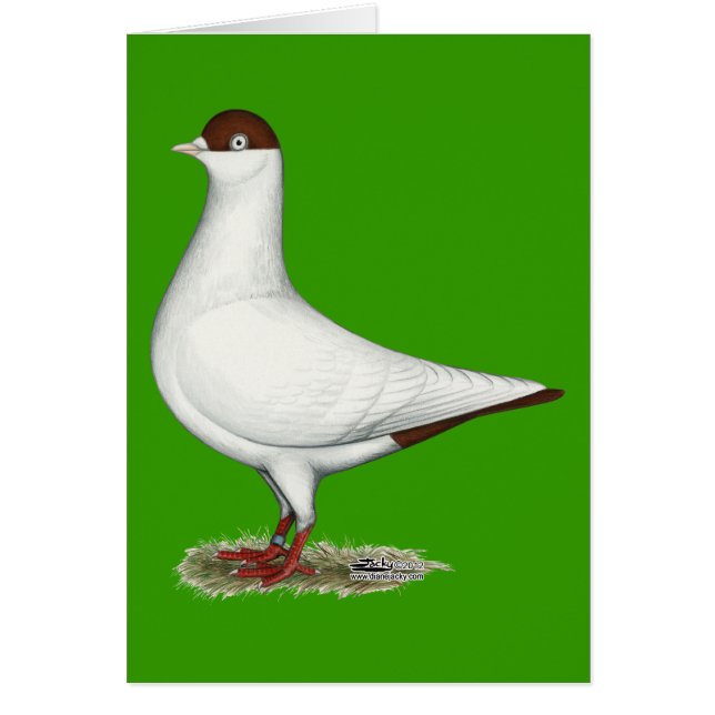 Dutch Helmet Pigeon (Front)