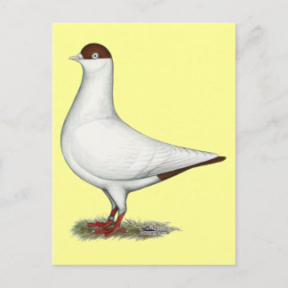 Dutch Helmet Pigeon Postcard