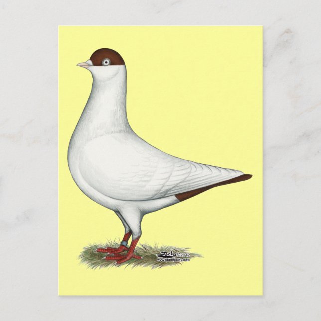 Dutch Helmet Pigeon Postcard (Front)
