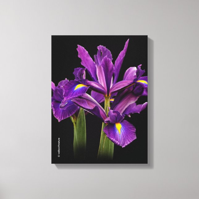 Dutch Iris Purple Sensation Canvas Print (Front)