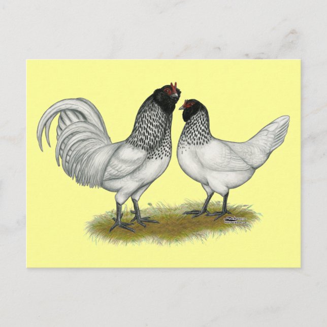 Dutch Owl Beard Chickens Postcard (Front)