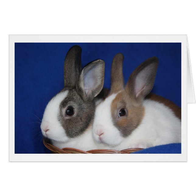 Dutch Rabbit Blank Card (Front Horizontal)