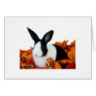 Dutch rabbit in fall leaves