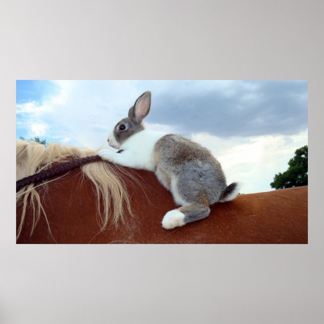 Dutch rabbit riding a horse poster (Front)