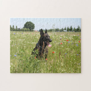 Dutch Shepherd dog in a field Jigsaw Puzzle