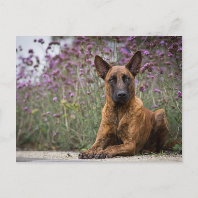 Dutch shepherd- Flowers Postcard (Front)