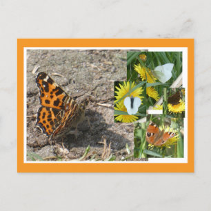 Dutch Summer Butterflies Collage DIY Postcard