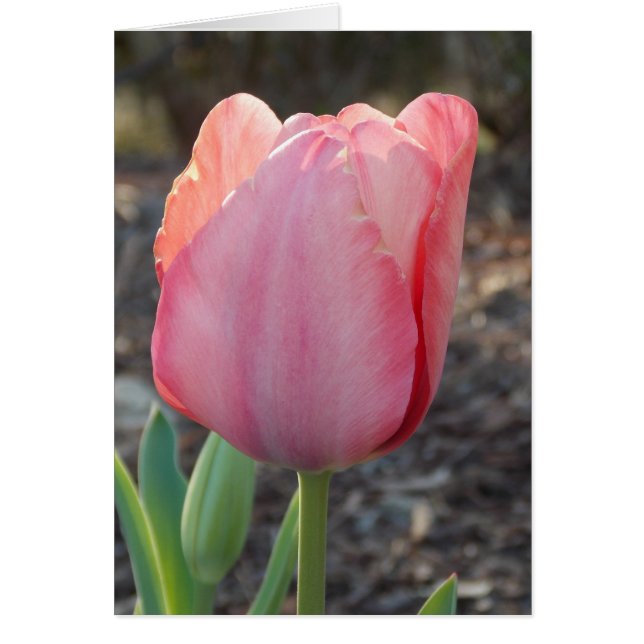 Dutch Tulip (Front)