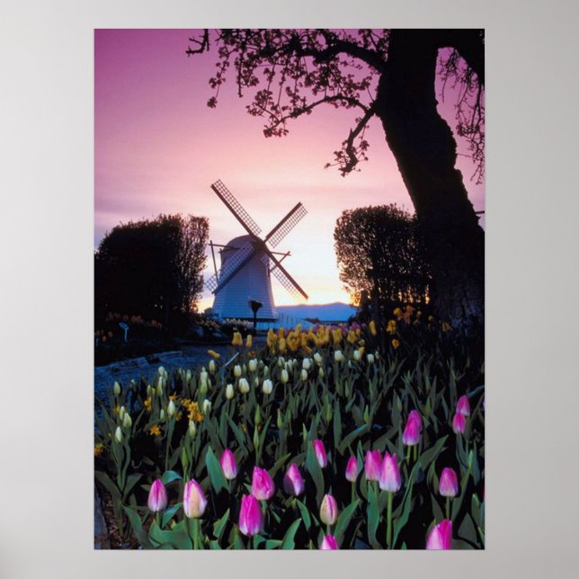 Dutch Windmill at Sunset in Holland Poster (Front)