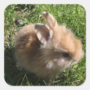 Dwarf Bunny Stickers