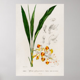 Dwarf cardamom (Alpinia nutans) Poster