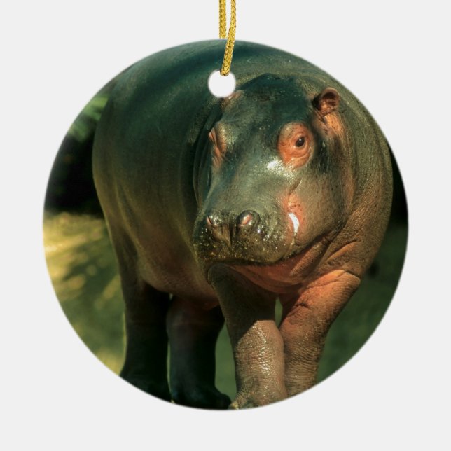 Dwarf (Choeropsis liberiensis) Ceramic Tree Decoration (Front)