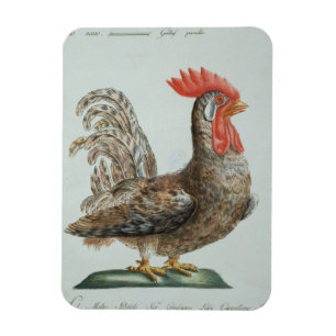 Dwarf Cockerel, c.1767-76 (hand coloured engraving Magnet