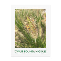 DWARF FOUNTAIN GRASS