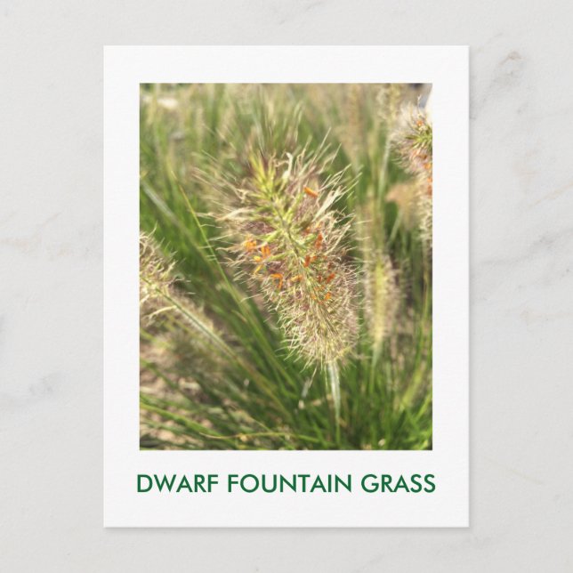 DWARF FOUNTAIN GRASS POSTCARD (Front)