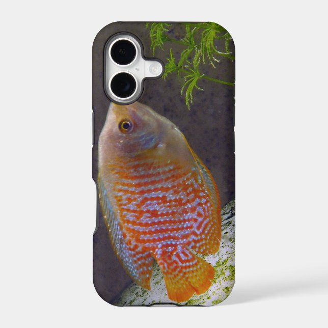 Dwarf Gourami Fish (Back)