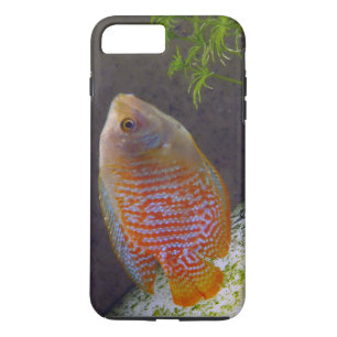 Dwarf Gourami Fish Case-Mate iPhone Case