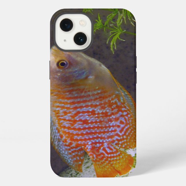 Dwarf Gourami Fish iPhone Case (Back)