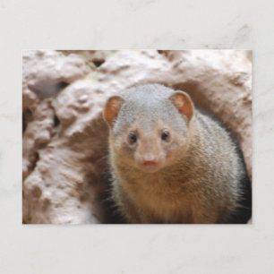 Dwarf Mongoose Postcard