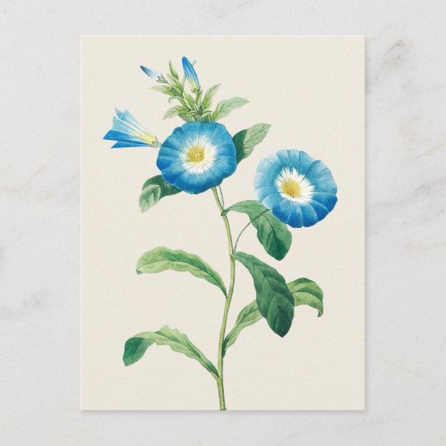 Dwarf Morning Glory by Pierre Joseph Redoute Postcard (Front)