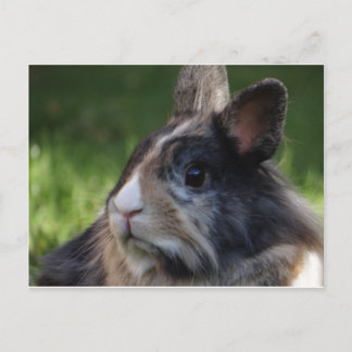dwarf-rabbit-978y postcard